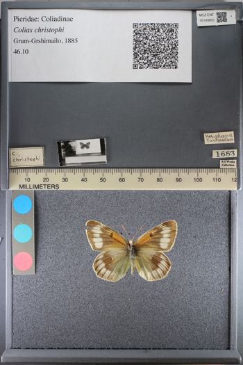 Media type: image;   Entomology 193855